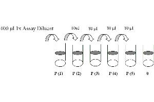 Image no. 1 for Epidermal Growth Factor Receptor (EGFR) ELISA Kit (ABIN625235)