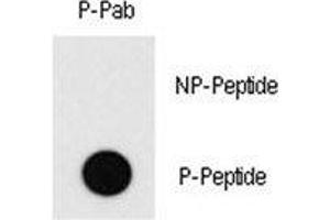 Dot blot analysis of phospho-MEF2C antibody.