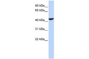 Image no. 1 for anti-Retinol Dehydrogenase 16 (All-Trans) (RDH16) antibody (ABIN2458627)