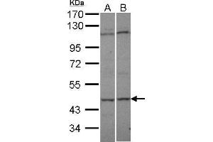 Image no. 1 for anti-Adenylate Kinase 8 (AK8) (Center) antibody (ABIN2856541)