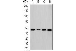 Image no. 2 for anti-NIMA related kinase 3 (NEK3) antibody (ABIN2966836)