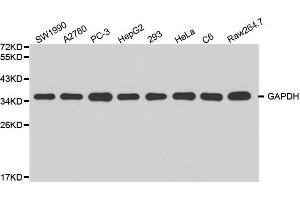 Image no. 2 for anti-Glyceraldehyde-3-Phosphate Dehydrogenase (GAPDH) antibody (ABIN3020541)