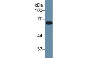 APOH antibody  (AA 21-345)