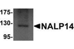Image no. 1 for anti-NLR Family, Pyrin Domain Containing 14 (NLRP14) (N-Term) antibody (ABIN783723)