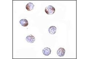 Image no. 1 for anti-Kelch-Like 15 (KLHL15) (C-Term) antibody (ABIN500128)