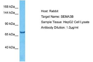 Image no. 1 for anti-Sema Domain, Immunoglobulin Domain (Ig), Short Basic Domain, Secreted, (Semaphorin) 3B (SEMA3B) (Middle Region) antibody (ABIN2774593)