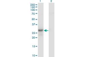 Image no. 2 for anti-Geminin, DNA Replication Inhibitor (GMNN) (AA 110-209) antibody (ABIN565518)