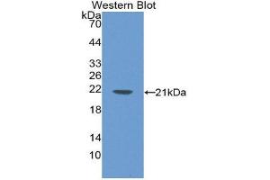 LAMB2 antibody  (AA 75-223)