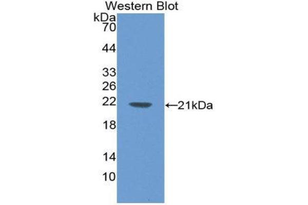 LAMB2 antibody  (AA 75-223)