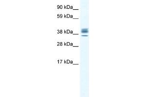 Image no. 1 for anti-ESX Homeobox 1 (ESX1) (N-Term) antibody (ABIN2779834)