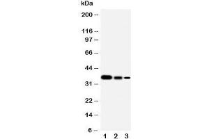 Image no. 8 for anti-SHC (Src Homology 2 Domain Containing) Transforming Protein 1 (SHC1) (C-Term) antibody (ABIN3032555)