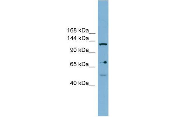 anti-Valyl-tRNA Synthetase 2, Mitochondrial (VARS2) (Middle Region) antibody