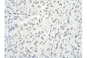 GMEB2 antibody  (C-Term)