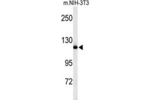 Image no. 3 for anti-Neural Precursor Cell Expressed, Developmentally Down-Regulated 4, E3 Ubiquitin Protein Ligase (NEDD4) antibody (ABIN2971025)