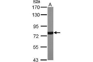 Image no. 6 for anti-Heat Shock 70kDa Protein 1A (HSPA1A) (Center) antibody (ABIN2856787)