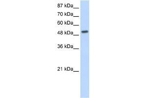 anti-Nuclear Receptor Subfamily 2, Group E, Member 3 (NR2E3) (N-Term) antibody