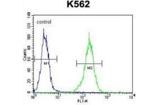 NKAIN1 antibody  (C-Term)