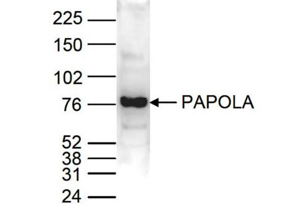 anti-Poly(A) Polymerase alpha (PAPOLA) (C-Term) antibody