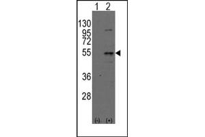 Image no. 1 for anti-Dystrobrevin Binding Protein 1 (DTNBP1) (N-Term) antibody (ABIN357845)