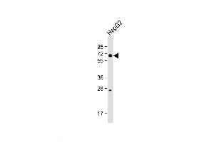 Image no. 1 for anti-beta-Transducin Repeat Containing (BTRC) (AA 127-156), (N-Term) antibody (ABIN1881122)