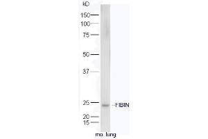 Image no. 1 for anti-Fin Bud Initiation Factor Homolog (FIBIN) (AA 101-200) antibody (ABIN2559630)