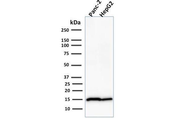 Frataxin antibody  (AA 57-210)