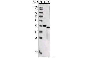 Image no. 1 for anti-Sortilin-Related Receptor, L(DLR Class) A Repeats Containing (SORL1) (AA 2159-2214) antibody (ABIN1724683)