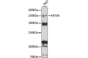 MYST3 antibody  (AA 800-1000)