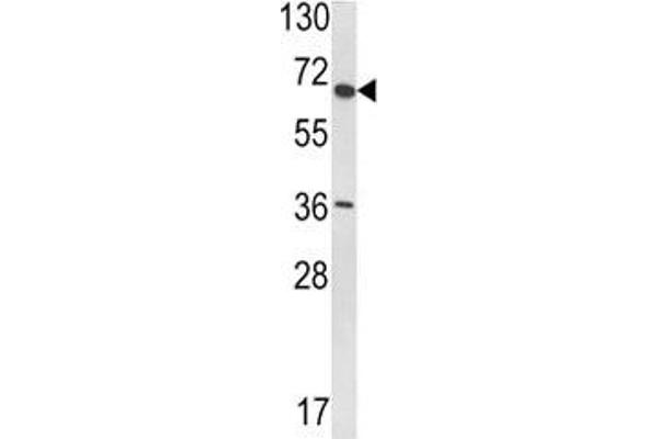 anti-Ubiquitin Specific Peptidase 33 (USP33) (AA 799-829) antibody