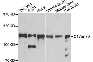 C17orf70 antibody  (AA 652-881)