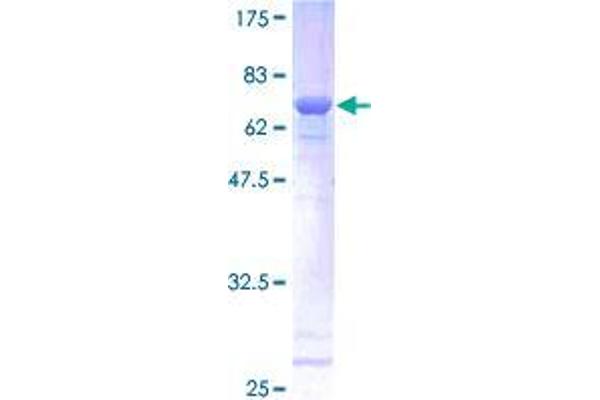Single-Stranded DNA Binding Protein 2 (SSBP2) (AA 1-361) protein (GST tag)