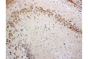 IHC-P: Glutaredoxin 2 antibody testing of rat brain tissue