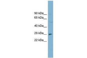 Image no. 2 for anti-Deoxyribonuclease I (DNASE1) (N-Term) antibody (ABIN2782673)