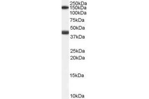 Image no. 1 for anti-Galanin Receptor 1 (GALR1) (C-Term) antibody (ABIN190892)