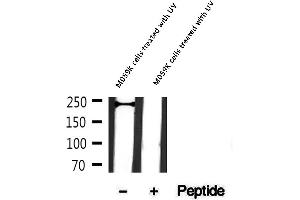 Image no. 1 for anti-Nuclear Mitotic Apparatus Protein 1 (NUMA1) (pSer395) antibody (ABIN6256314)