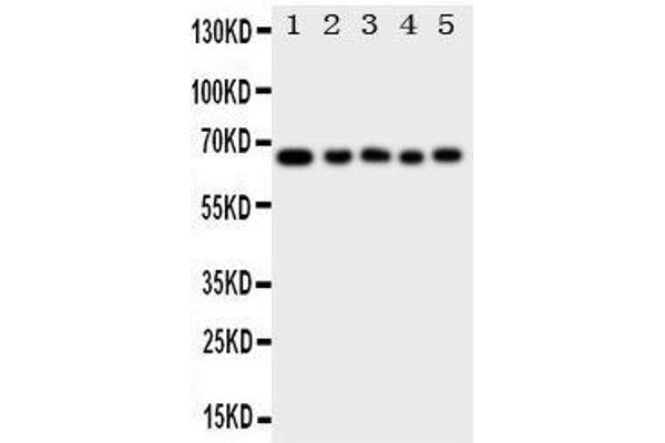 MBD4 antibody  (C-Term)