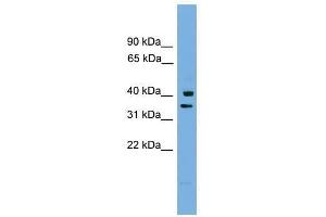anti-Proline Rich Nuclear Receptor Coactivator 1 (PNRC1) (Middle Region) antibody