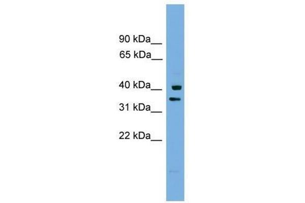 anti-Proline Rich Nuclear Receptor Coactivator 1 (PNRC1) (Middle Region) antibody