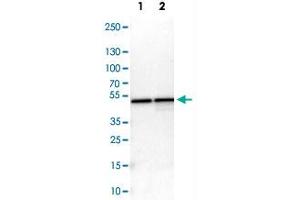 Image no. 3 for anti-DAZ Associated Protein 1 (DAZAP1) antibody (ABIN5576435)
