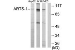 Image no. 1 for anti-Endoplasmic Reticulum Aminopeptidase 1 (ERAP1) (AA 441-490) antibody (ABIN1534157)