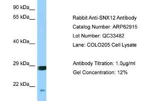 Image no. 1 for anti-Sorting Nexin 12 (SNX12) (Middle Region) antibody (ABIN2789294)