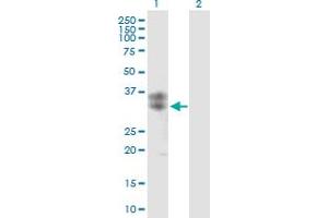 CLEC5A antibody  (AA 1-188)