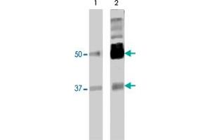 Image no. 1 for anti-Polypyrimidine Tract Binding Protein 2 (PTBP2) (AA 1-532) antibody (ABIN566178)