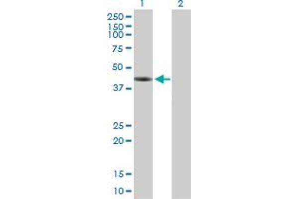 FAM122A Antikörper  (AA 1-287)