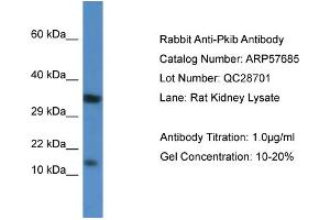 Image no. 1 for anti-Protein Kinase (CAMP-Dependent, Catalytic) Inhibitor beta (PKIB) (Middle Region) antibody (ABIN2787339)