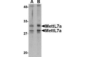 Western Blotting (WB) image for anti-Methyltransferase Like 7A (METTL7A) (Middle Region) antibody (ABIN1031002)