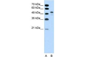 POU3F2 anticorps  (Middle Region)