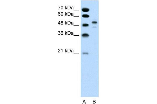 POU3F2 Antikörper  (Middle Region)