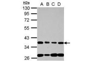Image no. 1 for anti-Nucleoporin 35kDa (NUP35) (AA 127-326) antibody (ABIN1499882)