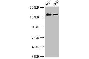 EEA1 antibody  (AA 734-875)